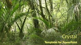  Presentation with green foliage - 