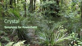  Presentation with green foliage - 