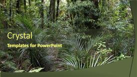  Presentation with green foliage - 