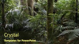  Presentation with green foliage - 