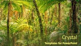  Presentation with green foliage - 