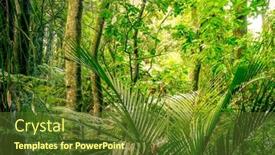  Presentation with green foliage - 