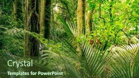  Presentation with green foliage - 