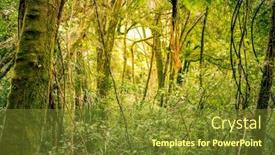  Presentation with green foliage - 