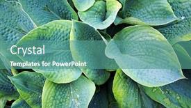  Presentation with green foliage - Colorful presentation enhanced with lush-green-foliage-of-decorative backdrop and a teal colored foreground