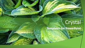  Presentation with water plant - Slide set enhanced with lush-green-foliage-of-decorative background and a tawny brown colored foreground