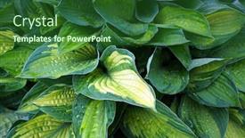  Presentation with water plant - Cool new presentation design with lush-green-foliage-of-decorative backdrop and a forest green colored foreground