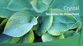  Presentation with water plant - Beautiful PPT theme featuring lush-green-foliage-of-decorative backdrop and a teal colored foreground