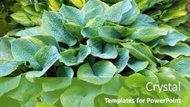  Presentation with green foliage - PPT layouts having lush-green-foliage-of-decorative background and a tawny brown colored foreground