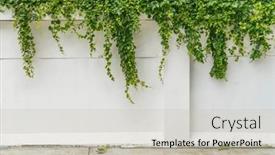  Presentation with white green - Presentation theme enhanced with lush-green-ivy-is-growing background and a light gray colored foreground
