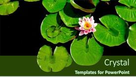  Presentation with lily pad - Slide deck having lush-green-lily-pad-plants background and a forest green colored foreground