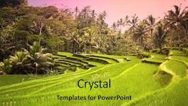  Presentation with paddy field - PPT layouts consisting of lush green paddy fields background and a gold colored foreground