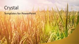  Presentation with paddy field - Cool new presentation theme with lush green paddy fields backdrop and a lemonade colored foreground