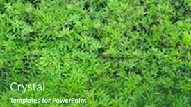  Presentation with green abstract - PPT layouts enhanced with lush-green-plant-shrub-background background and a forest green colored foreground
