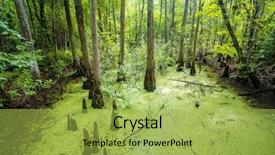  Presentation with tropical forest - Presentation theme with lush green swamp and tropical background and a yellow colored foreground