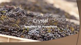  Presentation with grape vine wine grapes - PPT theme with lush harvested red wine grapes background and a gray colored foreground