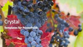  Presentation with vine - PPT layouts consisting of lush ripe grapes on the vine 06 background and a ocean colored foreground