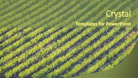  Presentation with vine - PPT layouts featuring lush ripe grapes on the vine 24 background and a tawny brown colored foreground