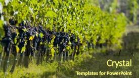  Presentation with vine - Beautiful presentation design featuring foret - forest closeup on pine trees backdrop and a gray colored foreground