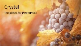  Presentation with vine wine - Cool new slide set with lush ripe wine grapes backdrop and a yellow colored foreground