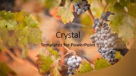  Presentation with vine wine - PPT theme having lush ripe wine grapes background and a yellow colored foreground