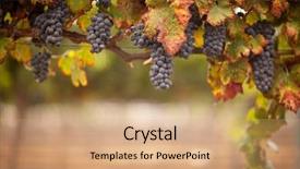  Presentation with vine wine - Slides enhanced with lush ripe wine grapes background and a coral colored foreground