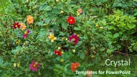  Presentation with summer flowers - PPT theme enhanced with lush-shrub-of-dahlia-coccinea background and a tawny brown colored foreground
