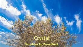  Presentation with olive tree - PPT theme featuring lush-spring-olive-tree-flowering background and a violet colored foreground