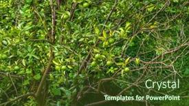  Presentation with green tree - Presentation design consisting of lush-tree-with-thin-branches background and a tawny brown colored foreground