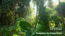  Presentation with tropical forest - Beautiful slides featuring lush-tropical-forest-at-sunrise backdrop and a tawny brown colored foreground
