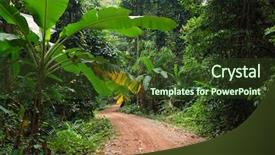  Presentation with tropical rainforest - Beautiful slides featuring lush tropical rainforest dirt road backdrop and a tawny brown colored foreground