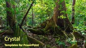  Presentation with virgin islands - Beautiful slides featuring lush undergrowth jungle vegetation backdrop and a tawny brown colored foreground
