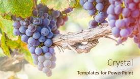  Presentation with vine wine - Slides with lush-wine-grapes-clusters-hanging background and a  colored foreground