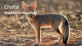  Presentation with cape town south africa - Amazing slide set having lusion - backlit cape fox vulpes chama backdrop and a  colored foreground