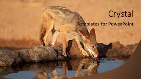  Presentation with kalahari - Presentation theme having lusion - black-backed jackal canis mesomelas drinking background and a coral colored foreground