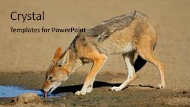  Presentation with drinking water - Presentation design consisting of lusion - black-backed jackal canis mesomelas drinking background and a coral colored foreground