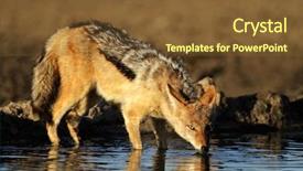  Presentation with drinking water - Audience pleasing presentation theme consisting of lusion - black-backed jackal canis mesomelas drinking backdrop and a tawny brown colored foreground