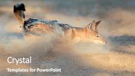  Presentation with kalahari - Colorful presentation enhanced with lusion - black-backed jackal canis mesomelas running backdrop and a coral colored foreground