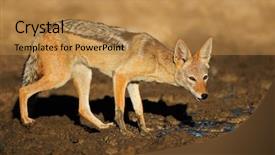  Presentation with south africa - Theme having lusion - black-backed jackal canis mesomelas background and a gold colored foreground