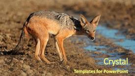  Presentation with casino black jack sound - Amazing theme having lusion - black-backed jackal canis mesomelas backdrop and a tawny brown colored foreground