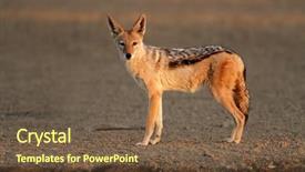 Presentation with black light - Audience pleasing presentation consisting of lusion - black-backed jackal canis mesomelas backdrop and a tawny brown colored foreground
