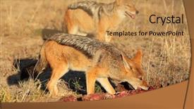  Presentation with south africa - Slides having lusion - black-backed jackals canis mesomelas scavenging background and a yellow colored foreground
