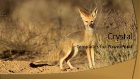  Presentation with kalahari - Slides consisting of lusion - cape fox vulpes chama kalahari background and a  colored foreground