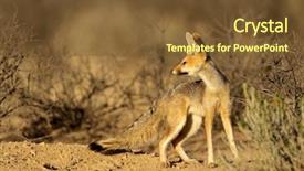  Presentation with south africa - Amazing slides having lusion - cape fox vulpes chama kalahari backdrop and a  colored foreground