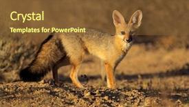  Presentation with kalahari - Beautiful presentation theme featuring lusion - cape fox vulpes chama kalahari backdrop and a  colored foreground