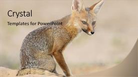  Presentation with kalahari - Audience pleasing presentation theme consisting of lusion - cape fox vulpes chama sitting backdrop and a  colored foreground