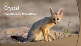  Presentation with kalahari - Presentation having lusion - cape fox vulpes chama background and a gray colored foreground