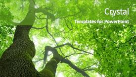  Presentation with forest - Theme having lusion - green forest background background and a shamrock green colored foreground