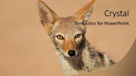  Presentation with casino black jack sound - Slide set consisting of lusion - portrait of a black-backed jackal background and a coral colored foreground