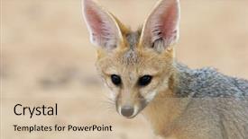  Presentation with kalahari - Presentation theme consisting of lusion - portrait of a cape fox background and a  colored foreground